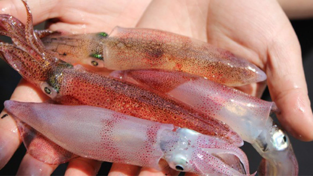 Mực ống&nbsp;tươi thường hay đổi m&agrave;u da li&ecirc;n tục, c&oacute; mắt xanh, da b&oacute;ng v&agrave; x&uacute;c tua d&iacute;nh chắc