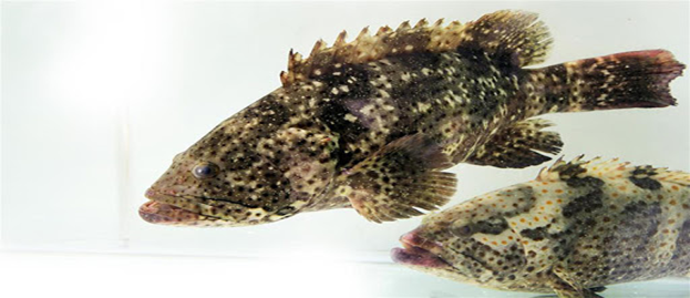 Để chọn c&aacute; tươi bạn h&atilde;y để &yacute; đến c&aacute;c bộ phận như mắt, mang c&aacute;, bụng c&aacute;, miệng c&aacute;