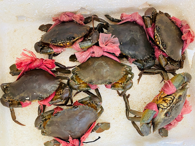 Khi chọn cua c&aacute;c bạn c&ograve;n n&ecirc;n chọn loại chắc thịt đi k&egrave;m c&ugrave;ng độ tươi sống nh&eacute;