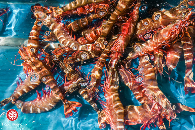 Chỉ cần ph&acirc;n biệt bằng mắt thường cũng biết t&ocirc;m tươi hay kh&ocirc;ng?